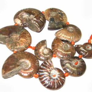 Ammoniten Perlen