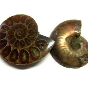 Fossile Ammonit Perle ca. 30 *25 mm